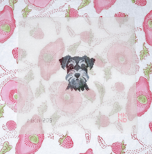 schnauzer